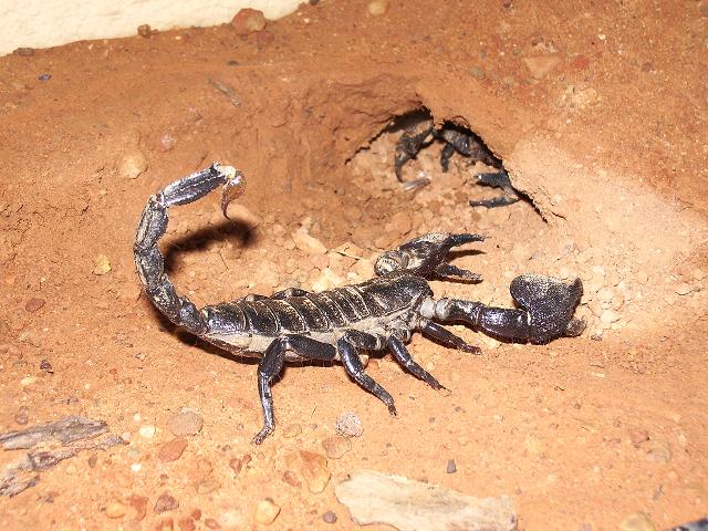 pandinus imperator.JPG