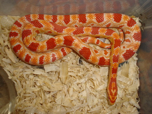 panterophis guttatus.jpg