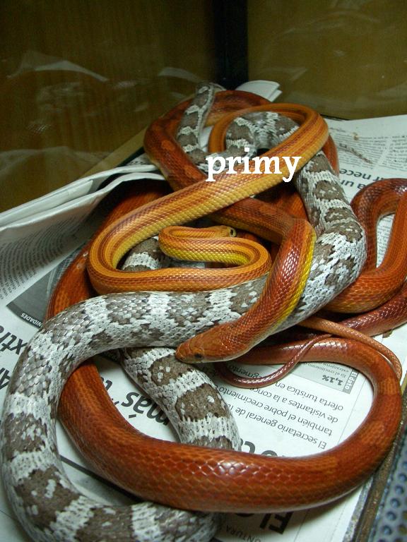 pantherohis adultas (reducida).JPG