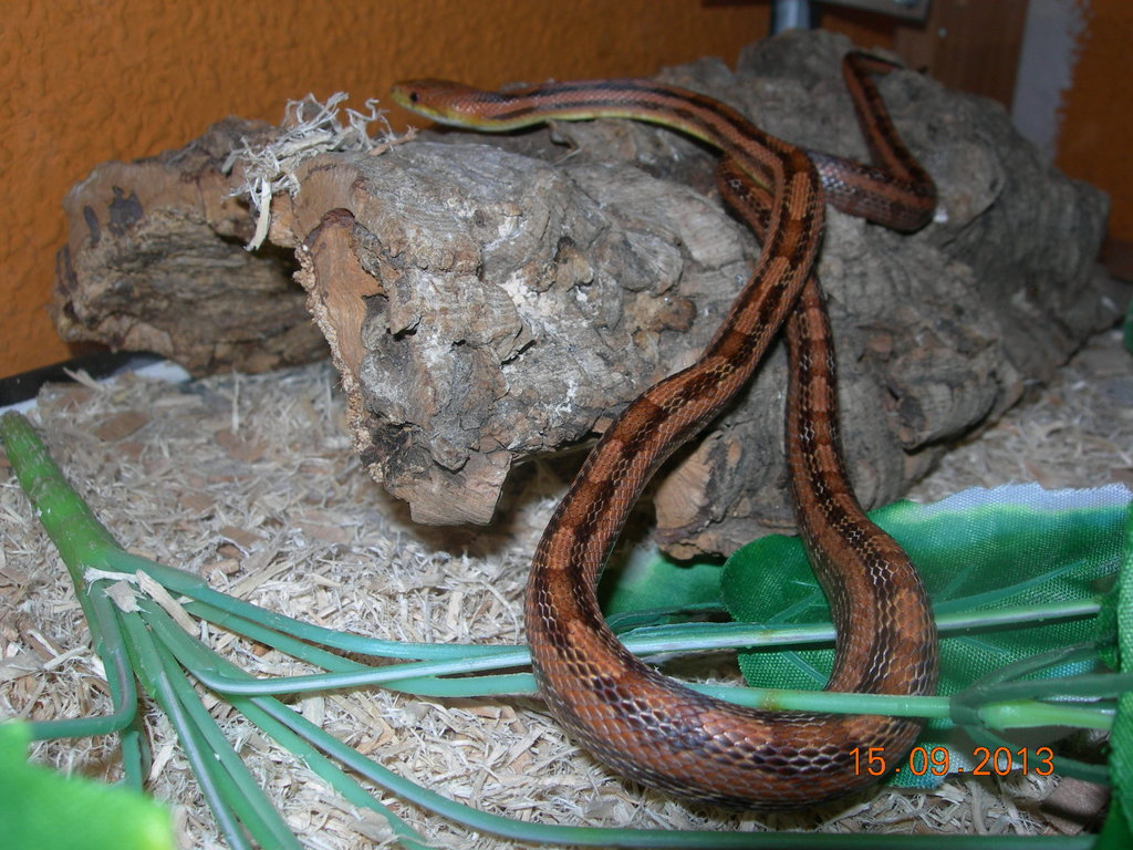 Pantherophis alleghaniensis