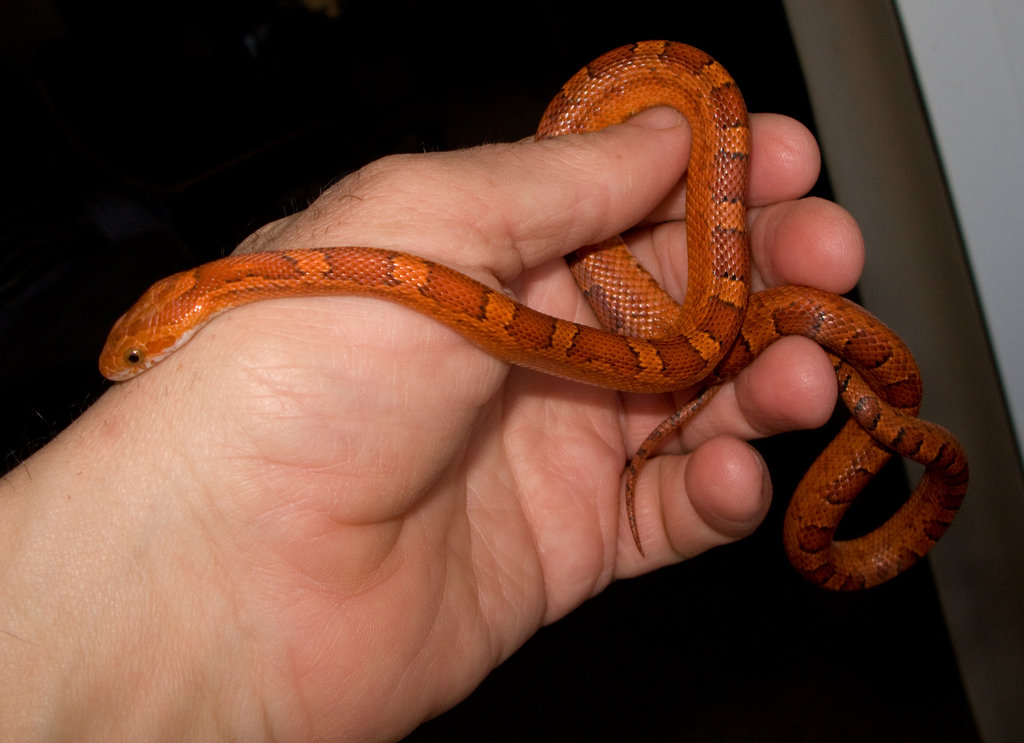 Pantherophis guttatus Blood red