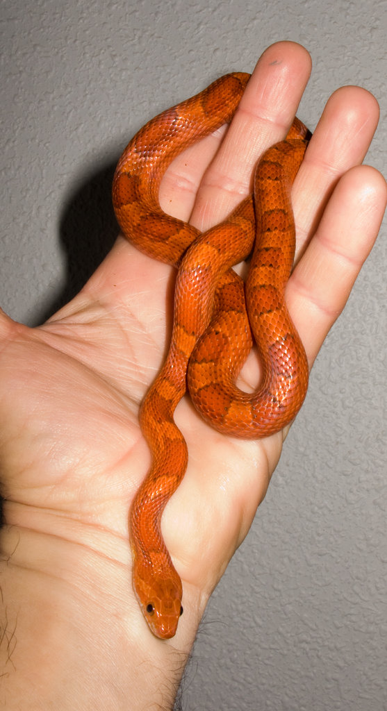 Pantherophis guttatus Blood red