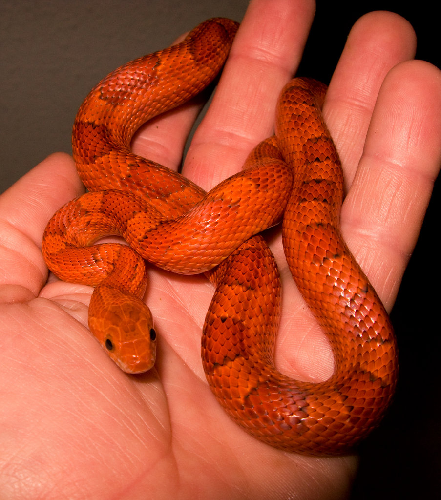 Pantherophis guttatus Blood red
