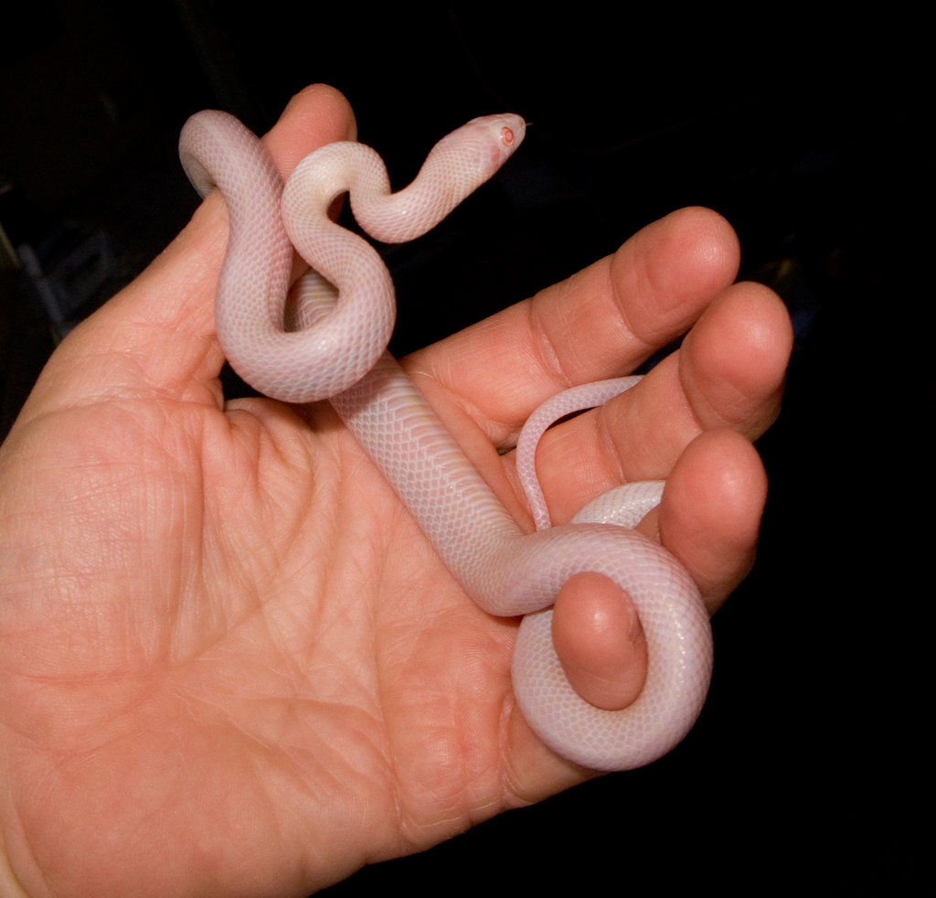 Pantherophis guttatus guttatus "Blizzard"