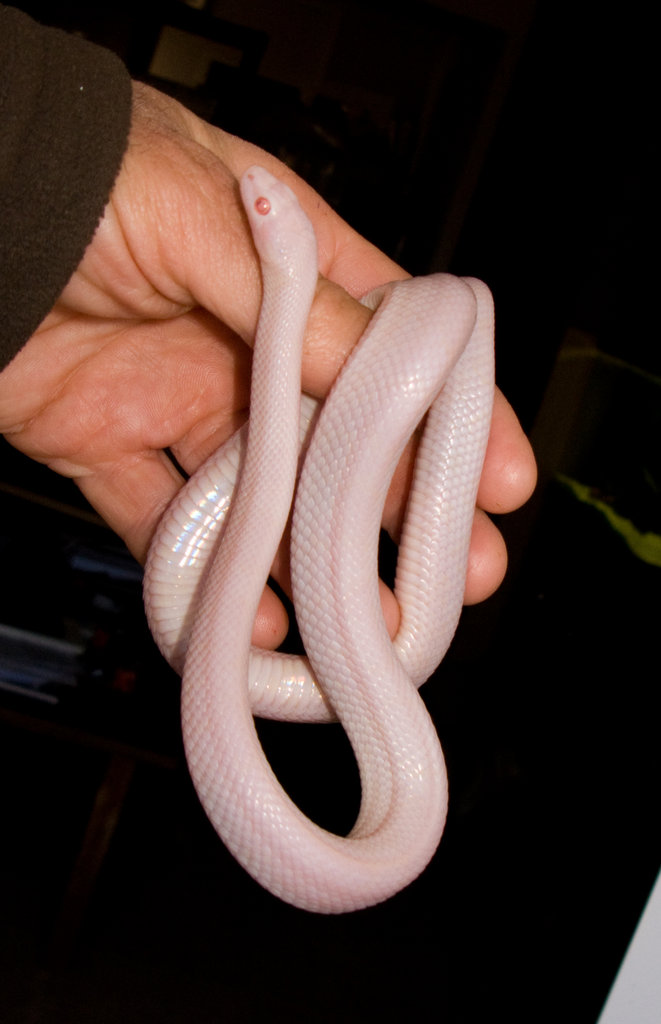 Pantherophis guttatus guttatus "Blizzard"
