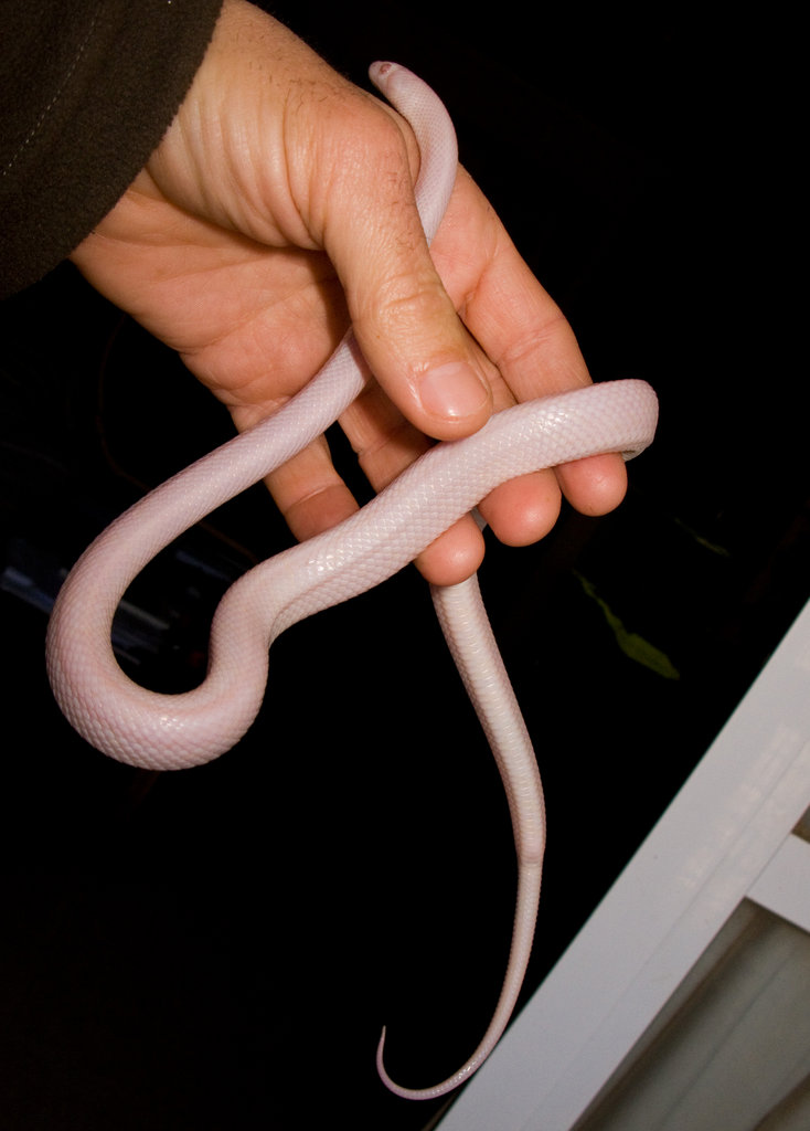 Pantherophis guttatus guttatus "Blizzard"