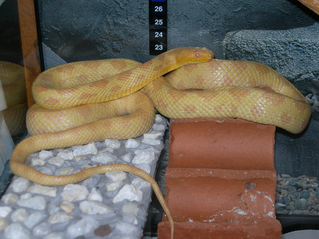 Pantherophis o.q. albina