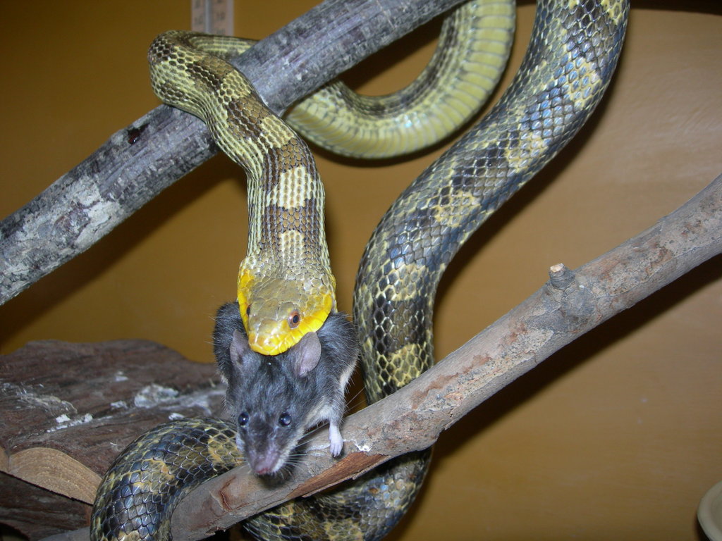 Pantherophis o. q.
