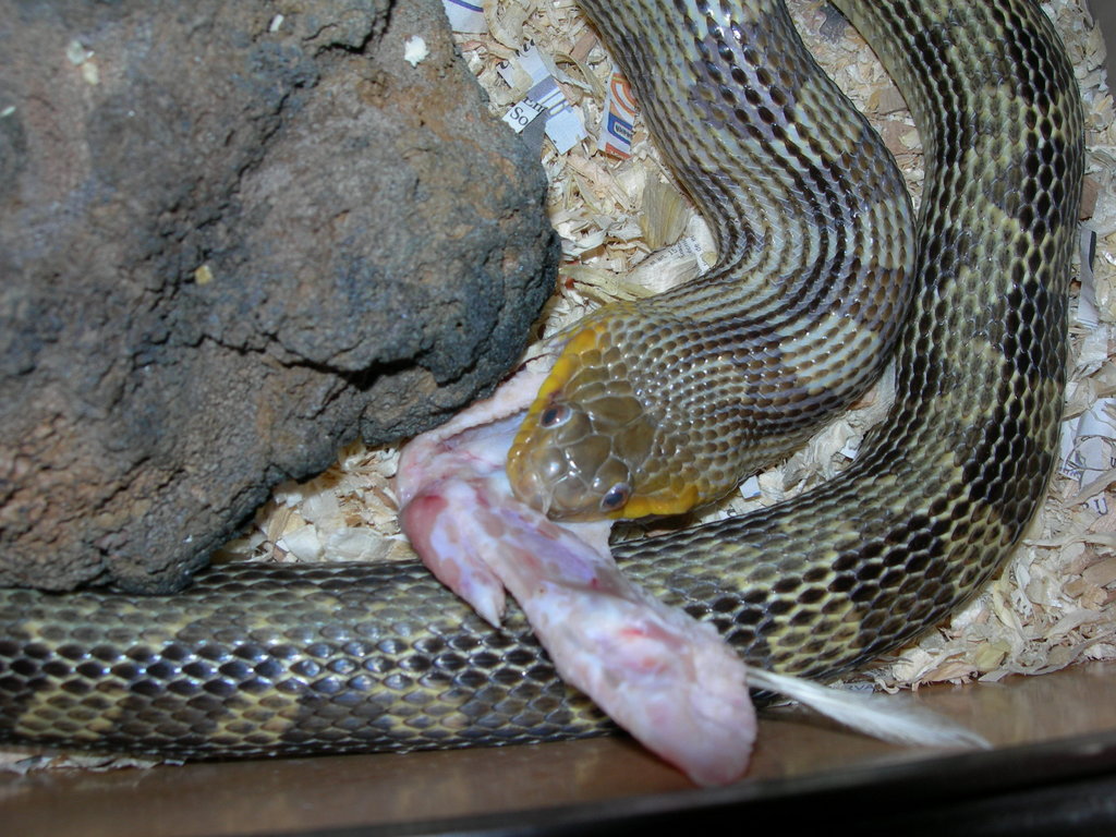 Pantherophis o. q.
