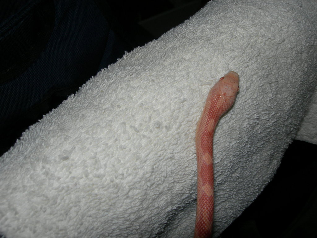 Pantherophis obsoletus bubblegum