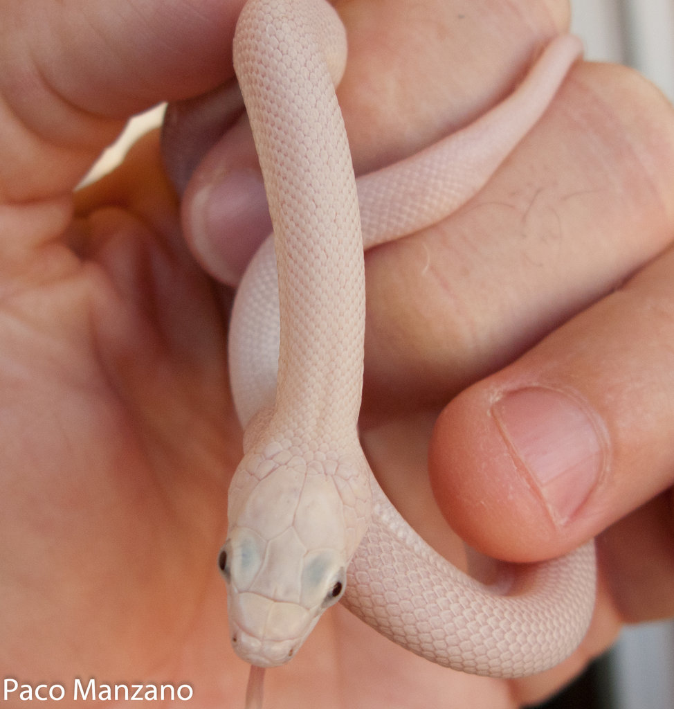 Pantherophis obsoletus lindheimeri leucística, P. Manzano