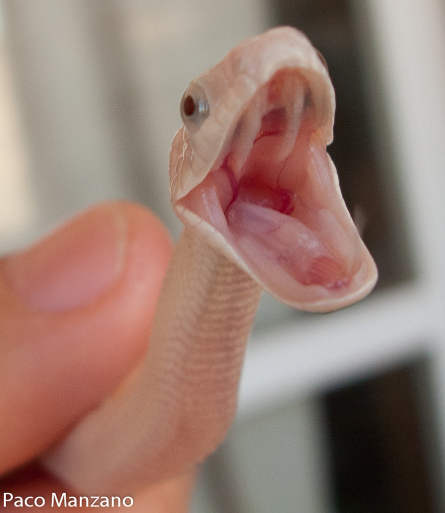 Pantherophis obsoletus lindheimeri leucística, P. Manzano