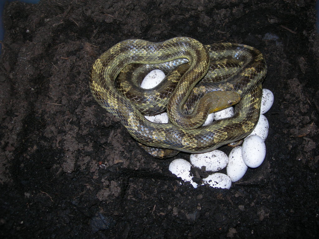 Pantherophis obsoletus quadrivittatus