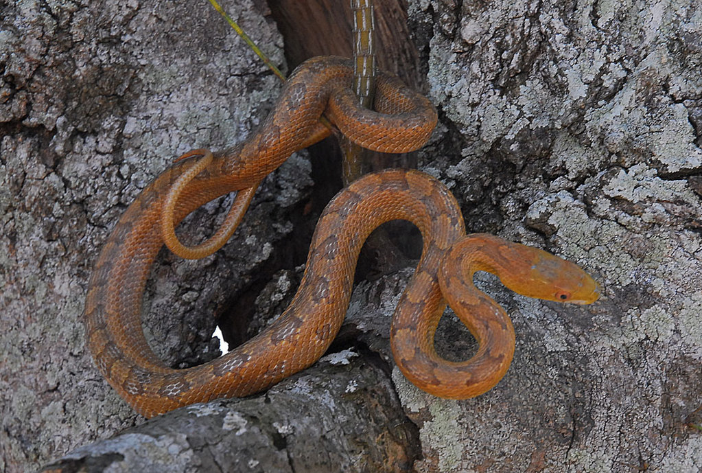 Pantherophis obsoletus rossalleni