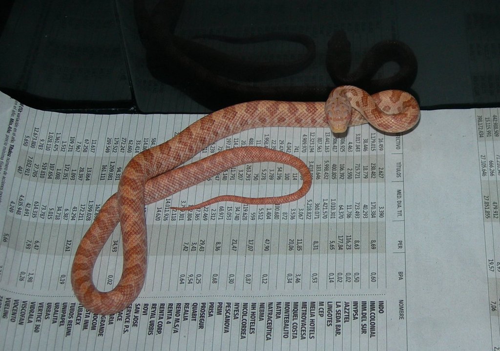 Pantherophis obsoletus