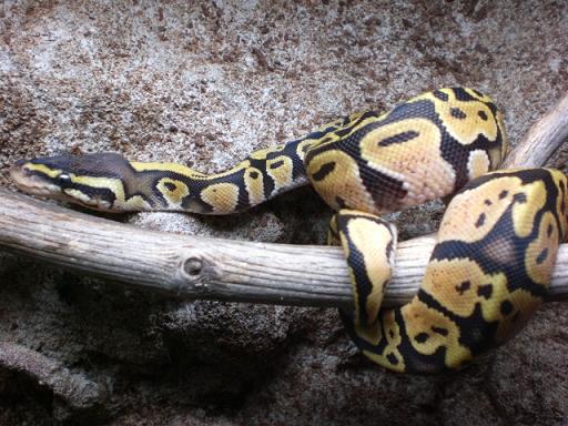 para faunaexotica 004.JPG