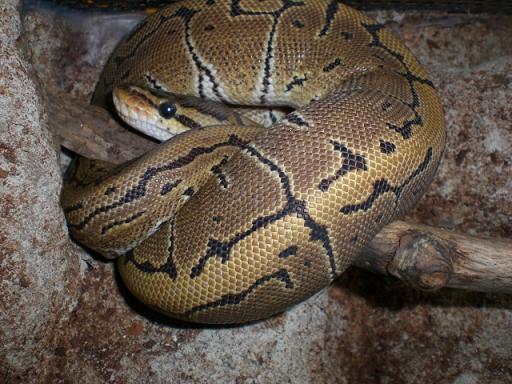 para faunaexotica 005.jpg