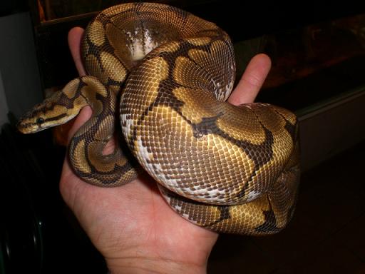 para faunaexotica 006.jpg