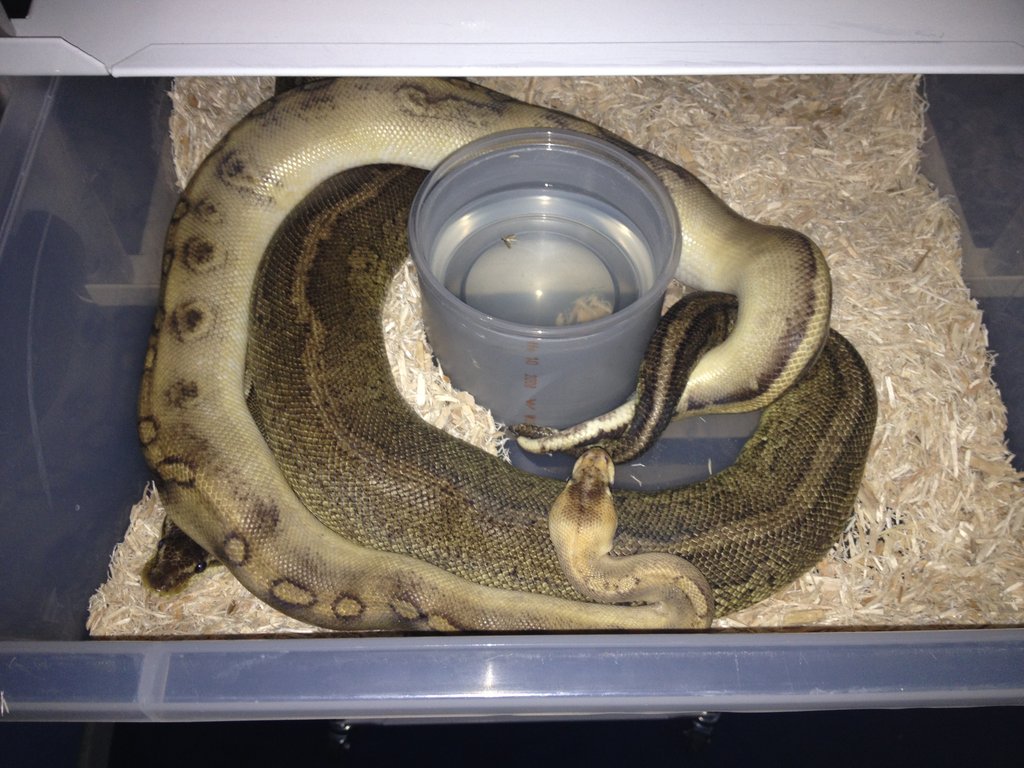 Paradox black pewter female x Champagne male