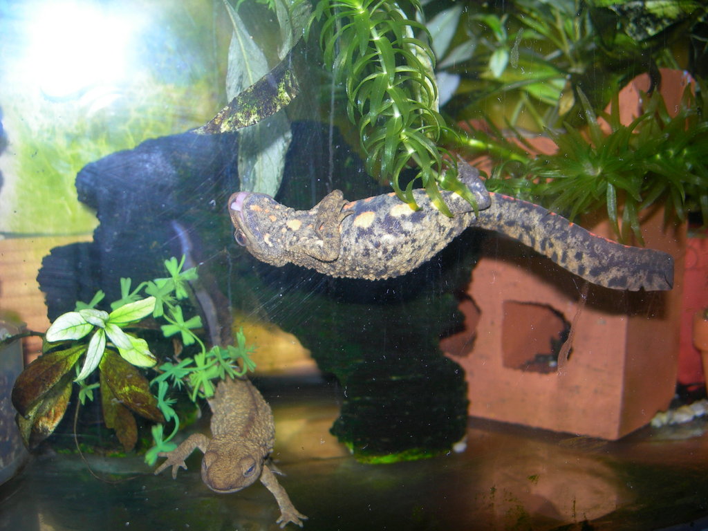 Paramesotriton chinensis