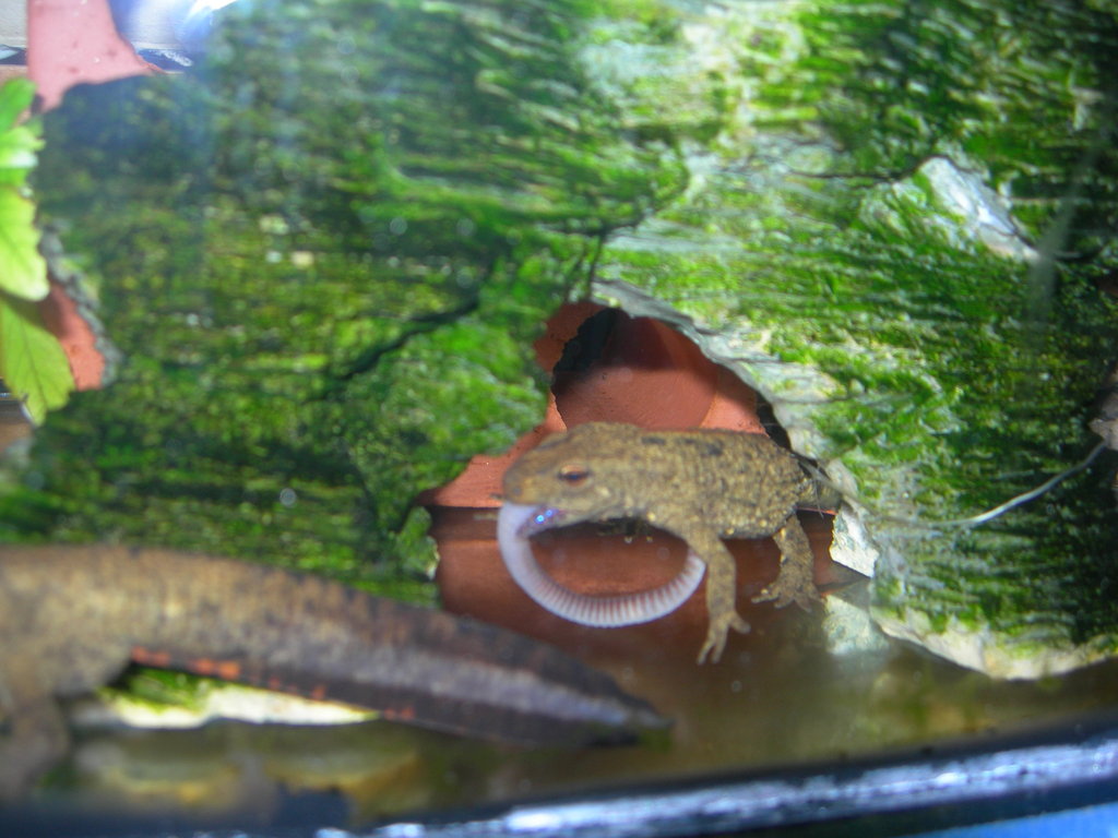 Paramesotriton chinesis