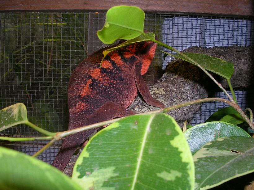 pardalis hembra2.JPG