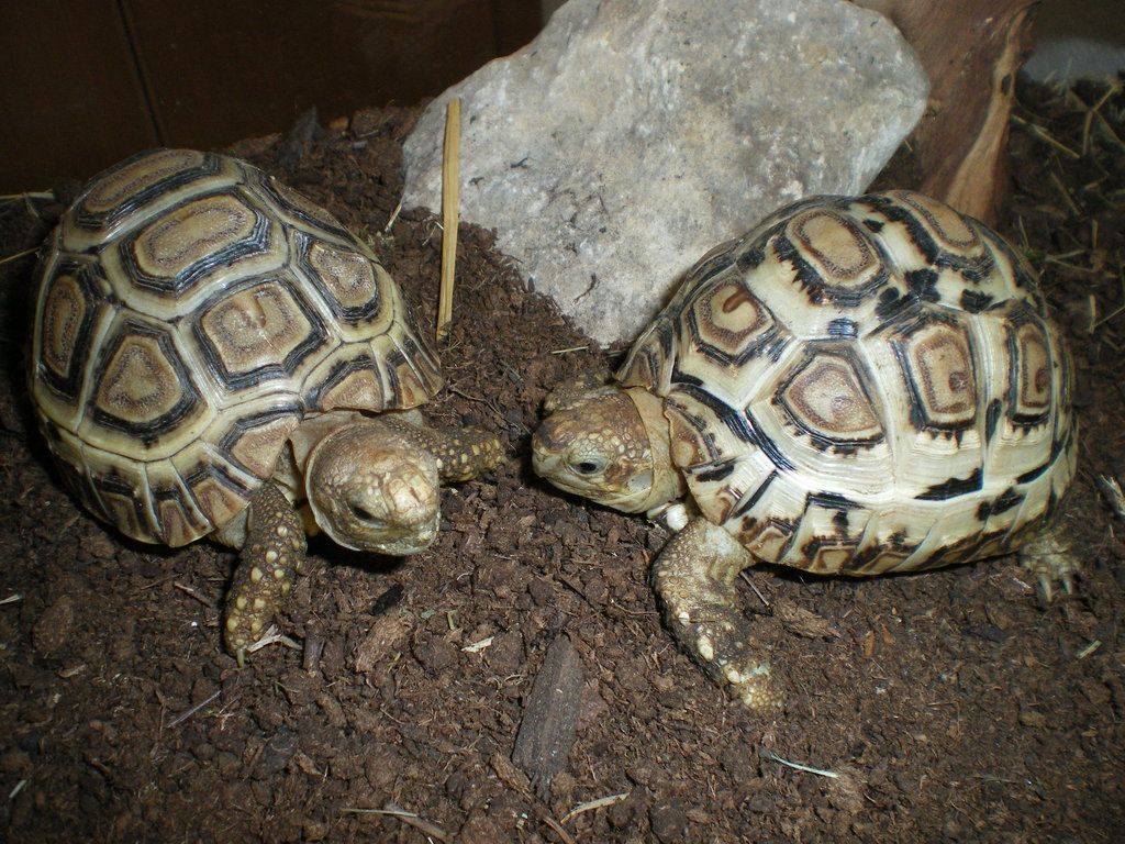 Pardalis vs Carbonarias, espero que os gusten.