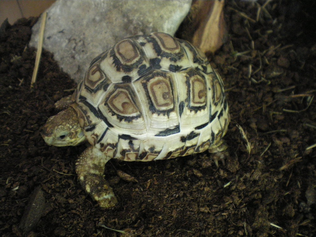 Pardalis vs Carbonarias.