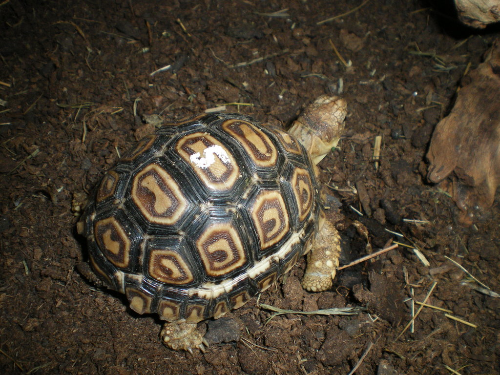 Pardalis vs Carbonarias.