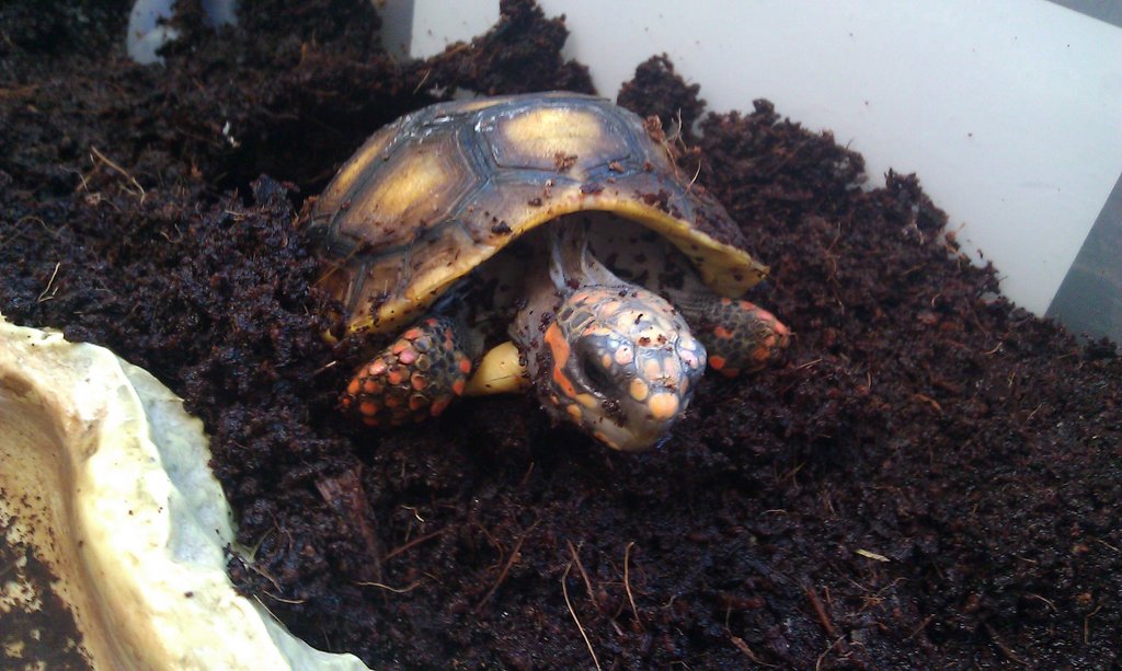 Pardalis vs Carbonarias.