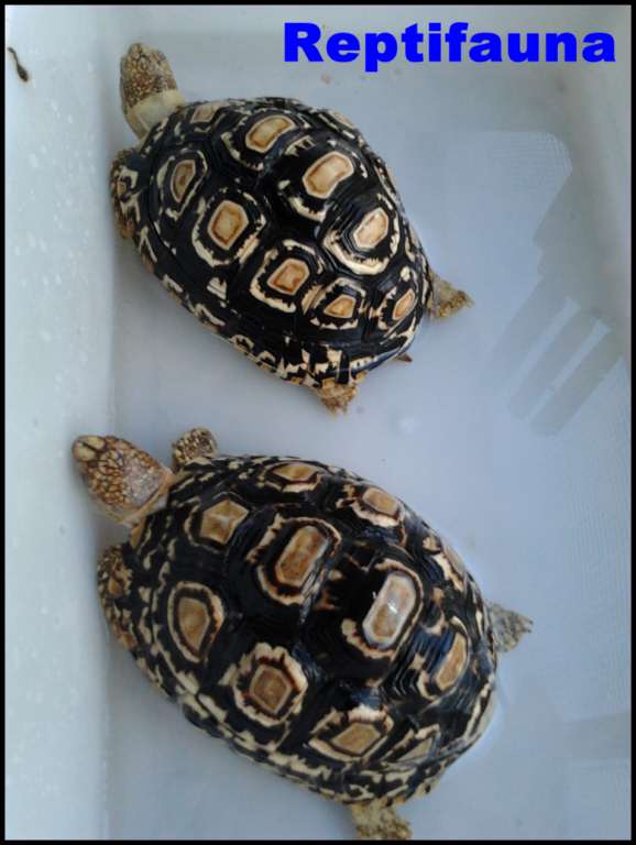 pardaliss [1024x768].jpg