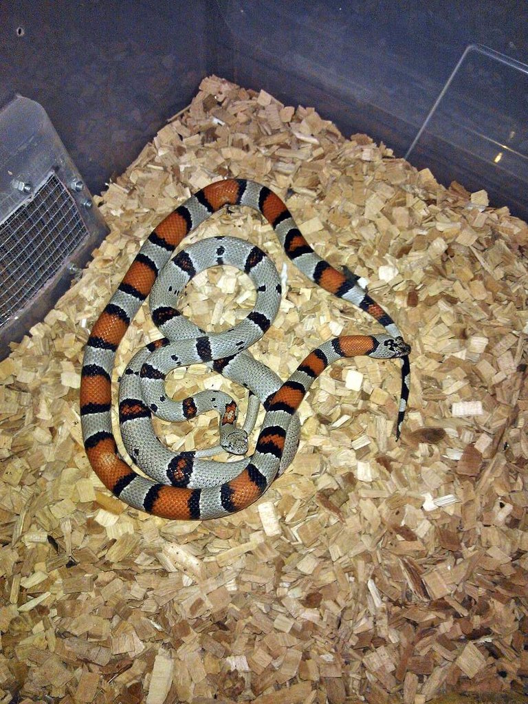 Pareja alterna y Blair