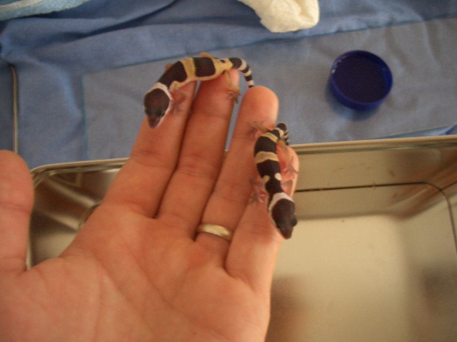 pareja de dioses.JPG