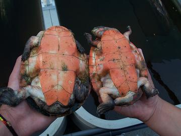 Pareja de Emyduras.JPG