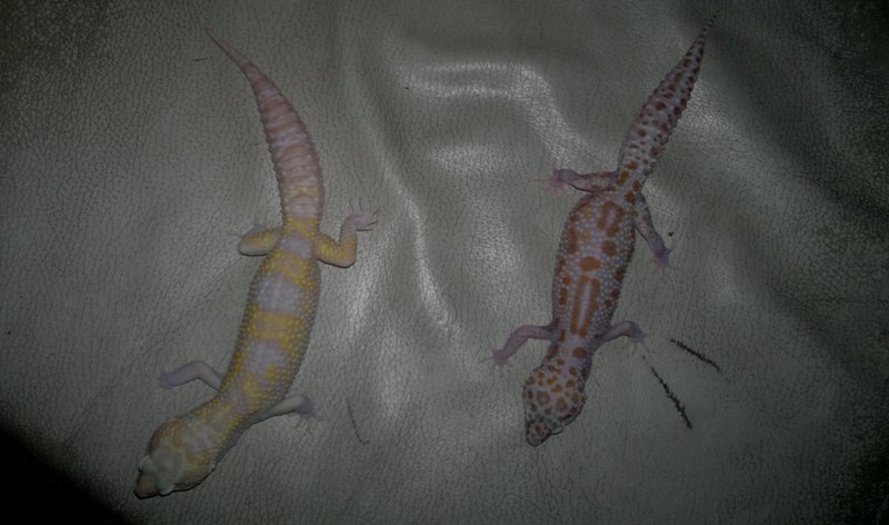 Pareja GiantSnR x Dream_1.jpg