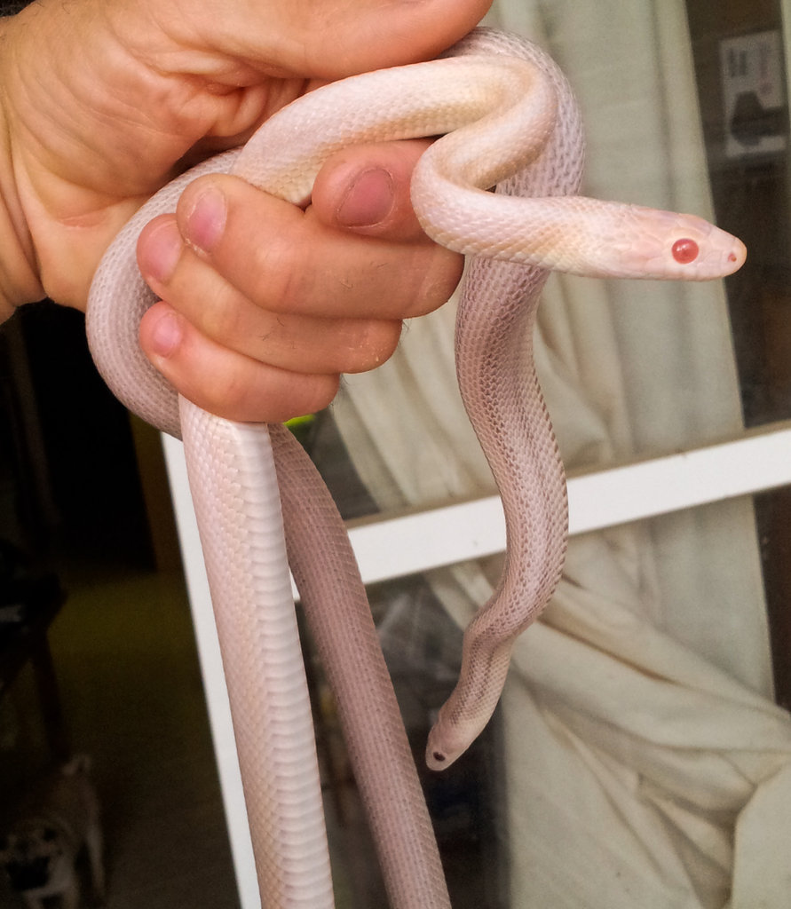 Pareja hypo opal e hypo lavender
