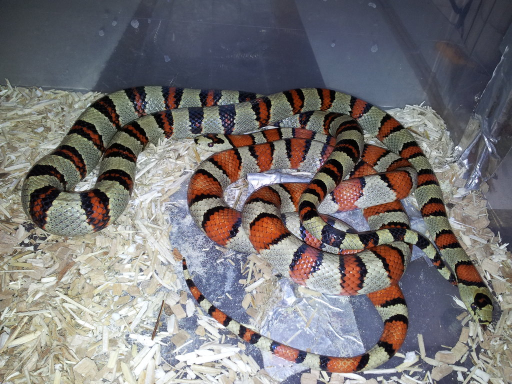 Pareja L. mexicana thayeri