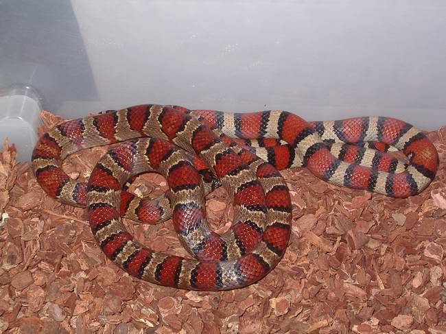 Pareja mexicana x  thayeri+alterna x ruthveni.JPG