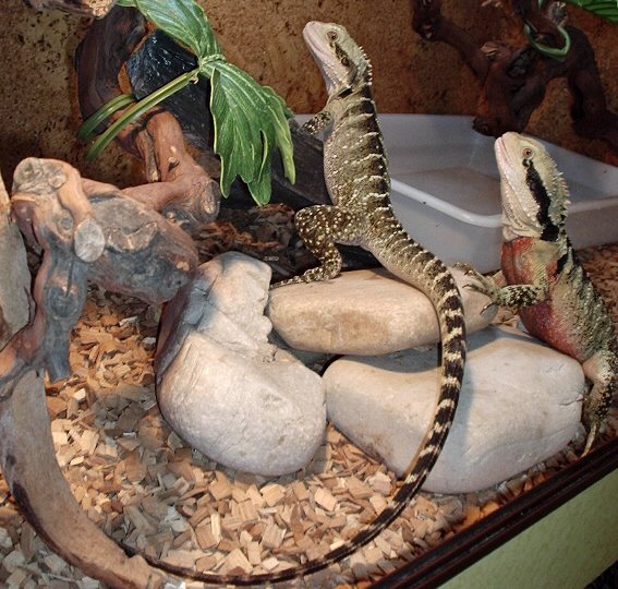 pareja Physignatus.jpg