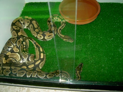 pareja pitones 1.JPG