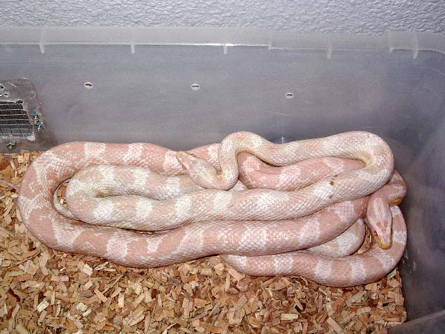 Pareja Snow y pink snow.jpg