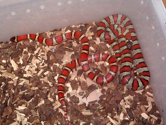 Pareja thayeri x mex x ruthv.jpg