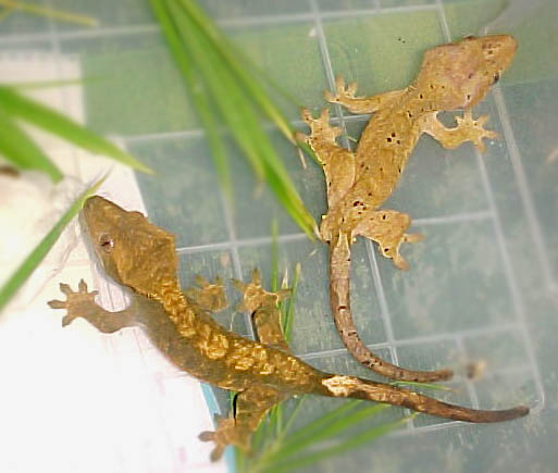 parejita recien llegada.jpg