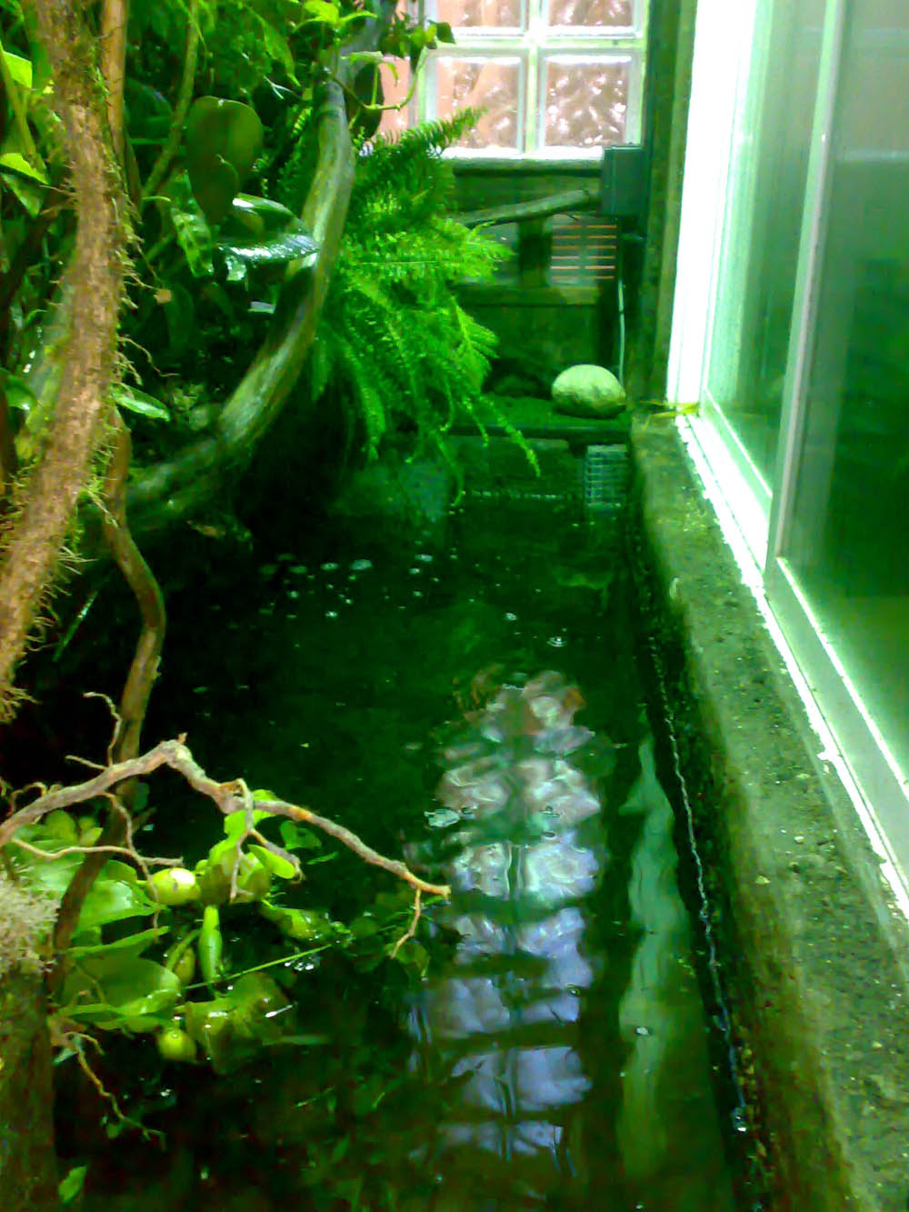 parte acuatica 2.jpg