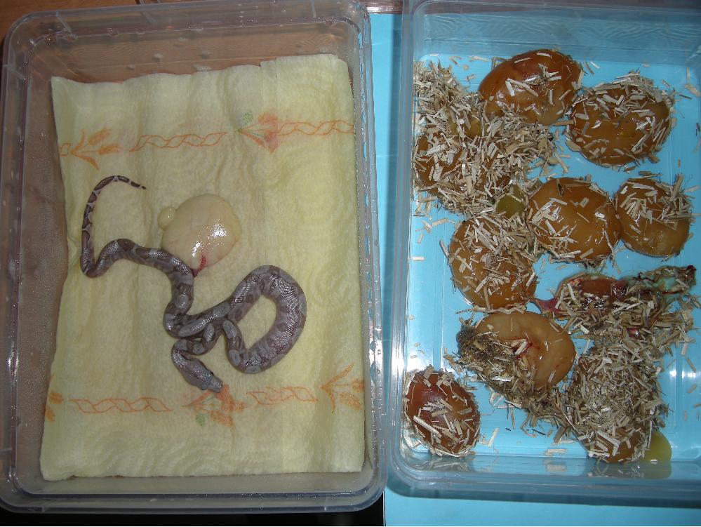 parto boa hogg island 21.6.2010 006.jpg