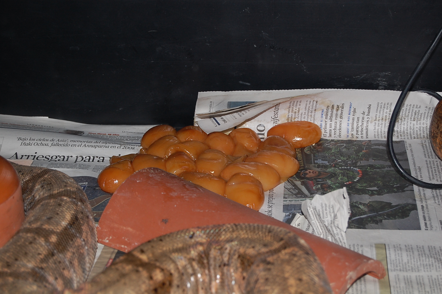 parto infertil boa 1-6-2010.JPG