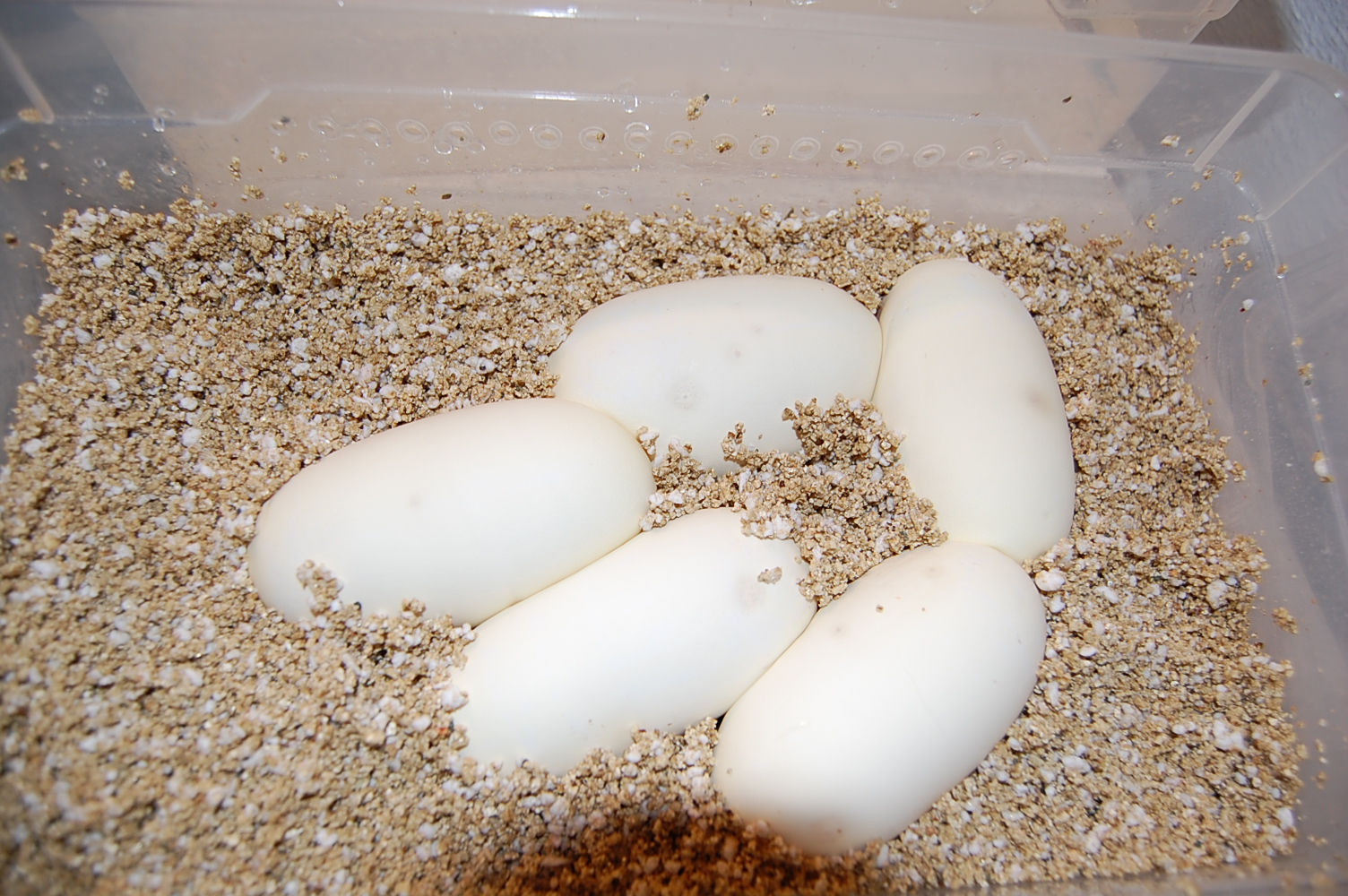 Pastel 2 X Pewter -8-62011 (4).JPG