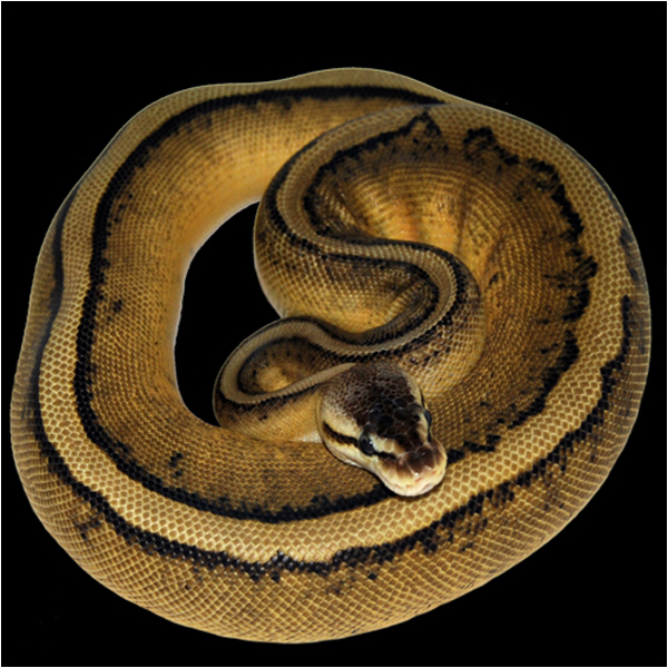 Pastel Genetic Stripe