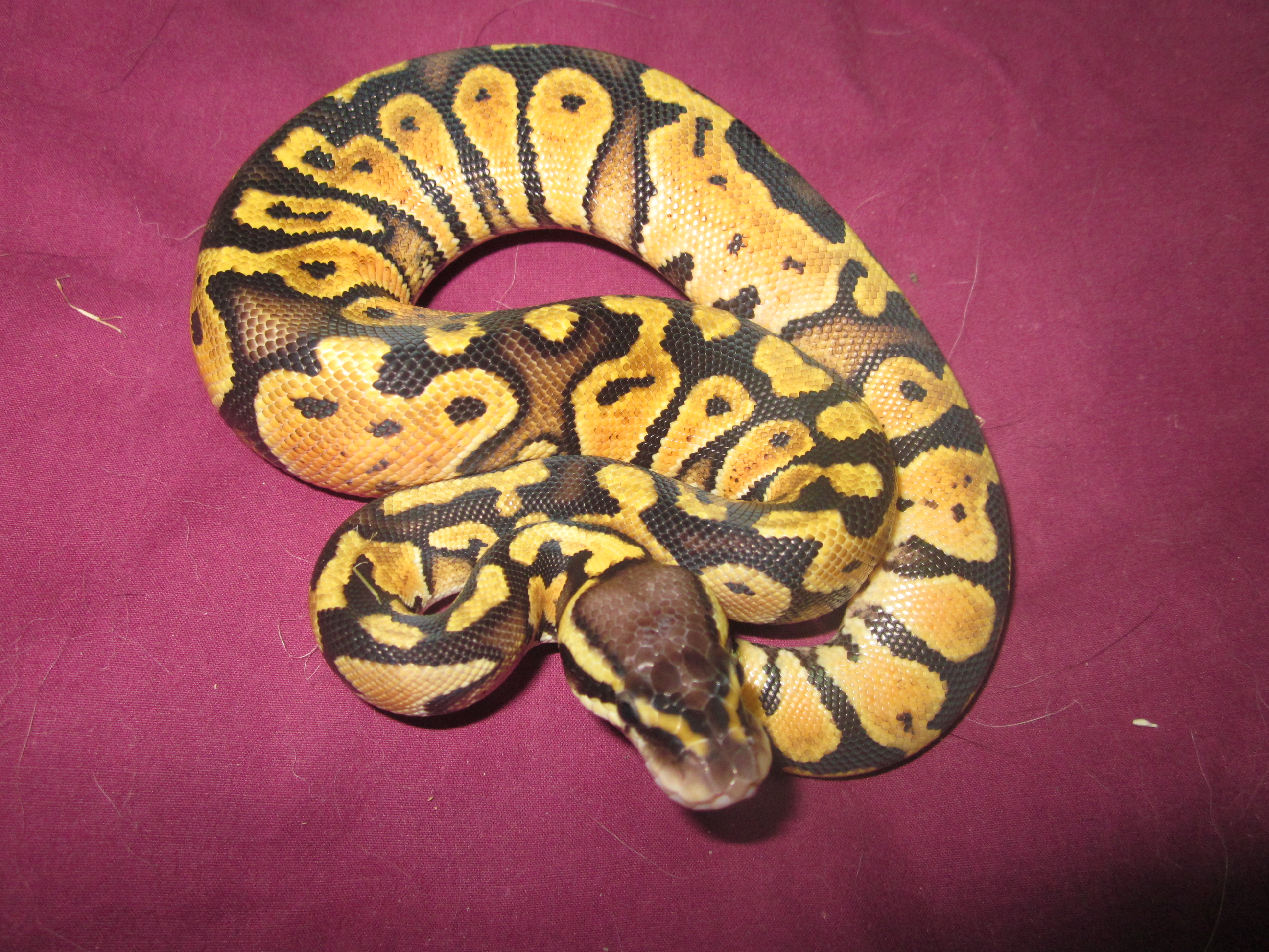 Pastel hembra 2012a.JPG