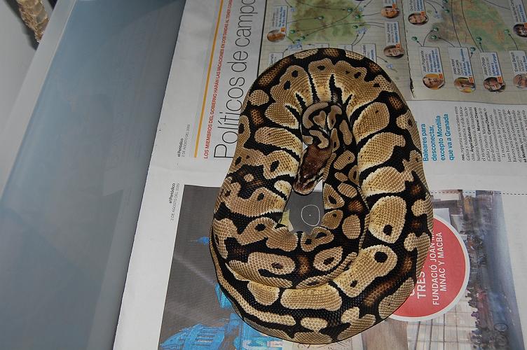 Pastel het ghost 2.JPG